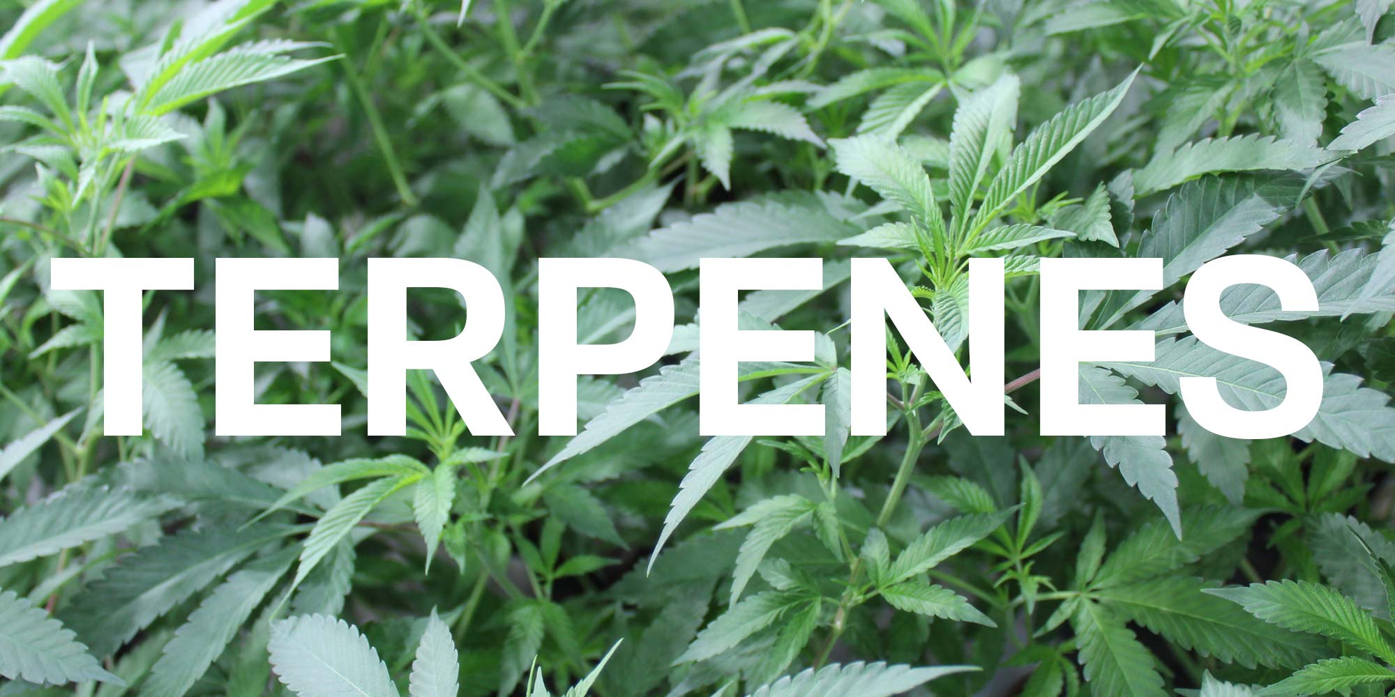 What are Terpenes?